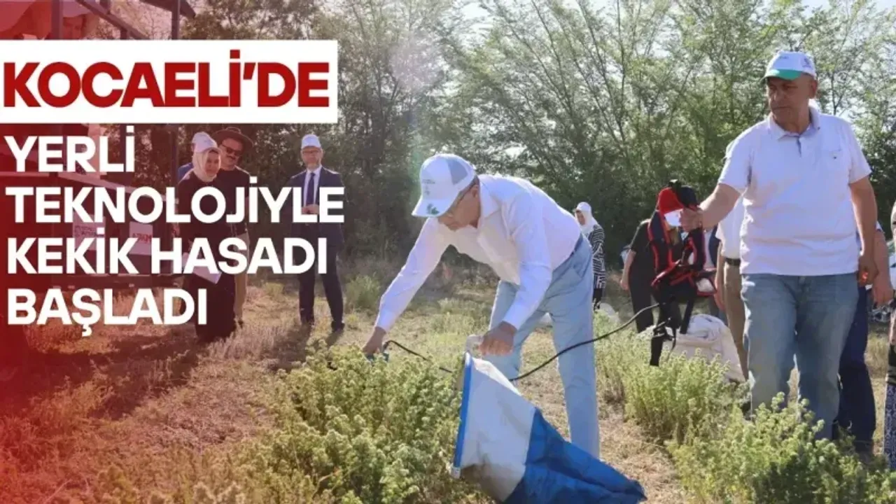 Kocaeli'de yerli teknolojiyle kekik hasadı başladı 