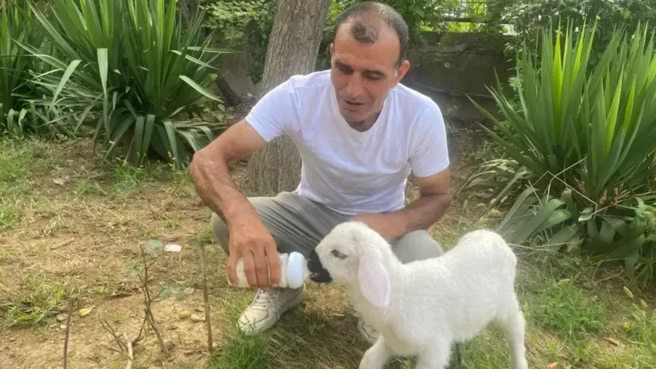 Annesiz kalan 12 günlük kuzuyu evinde evladı gibi büyütüyor