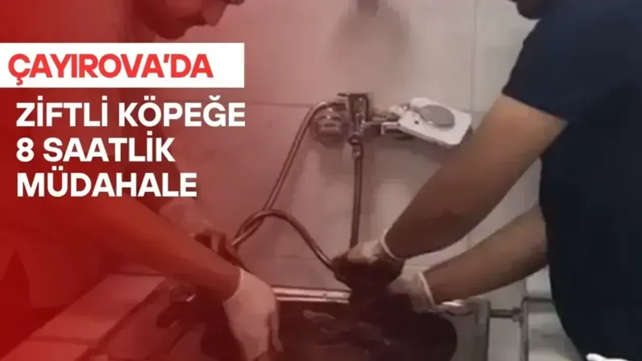 Çayırova’da zifte bulanmış yavru köpek sağlığına kavuştu