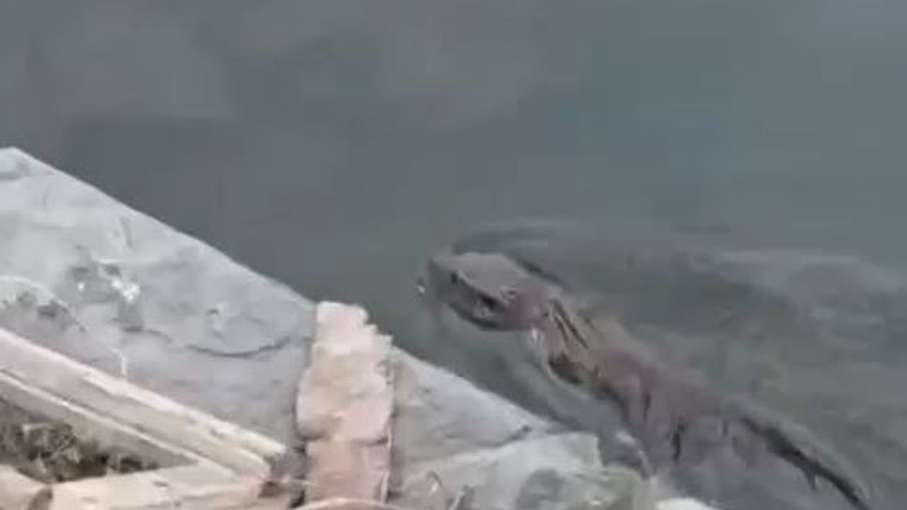 Nesli tükenmekte olan su samuru görüldü