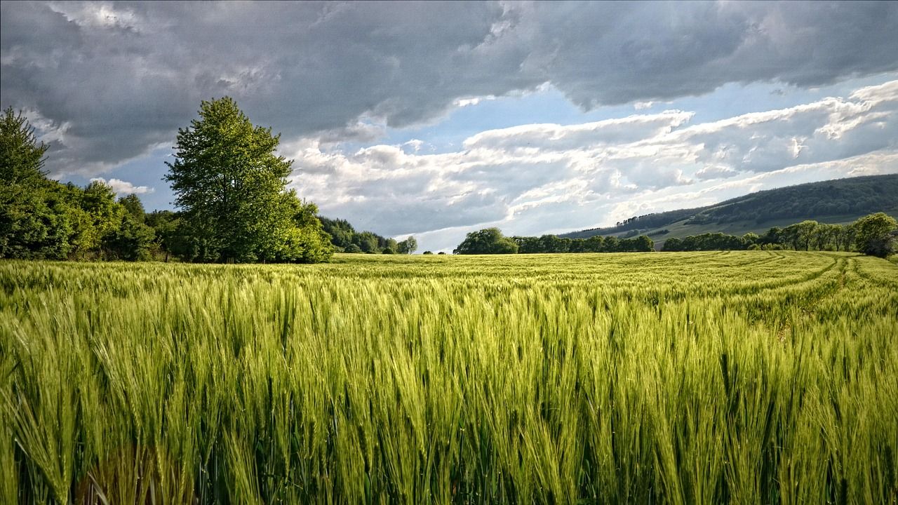 Kocaeli'nde daire fiyatına arsa satılacak: Mahkeme fiyat ve tarihi duyurdu