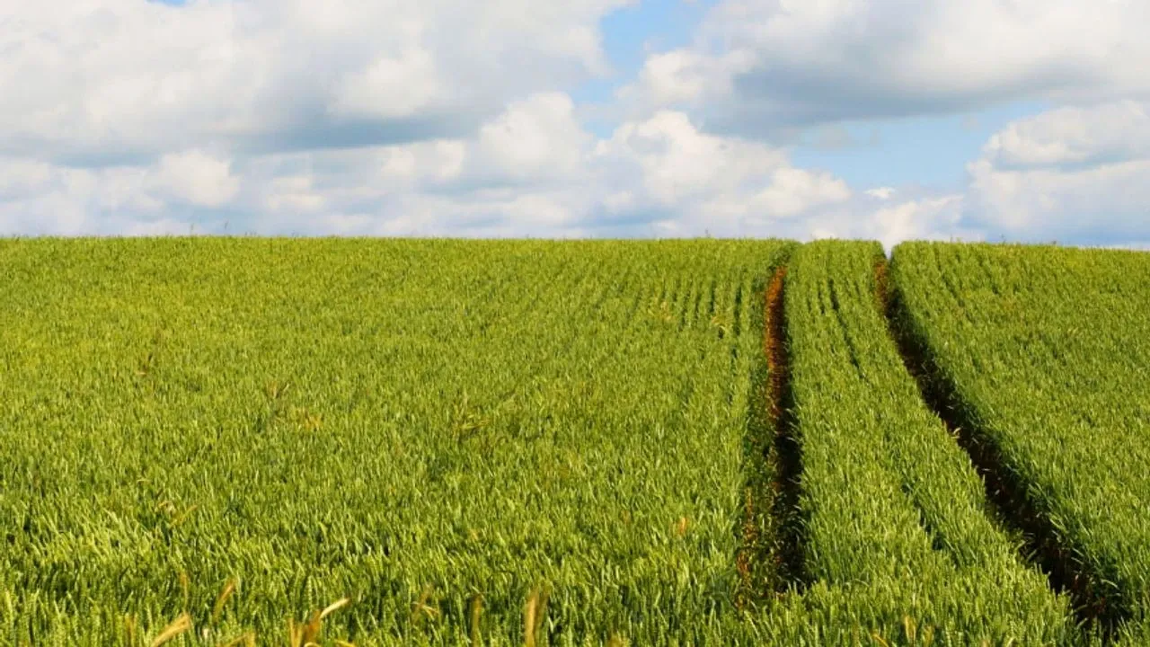 Kocaeli'nde büyük alan icraya düştü: Mahkeme bu fiyatla toprak sahibi yapacak