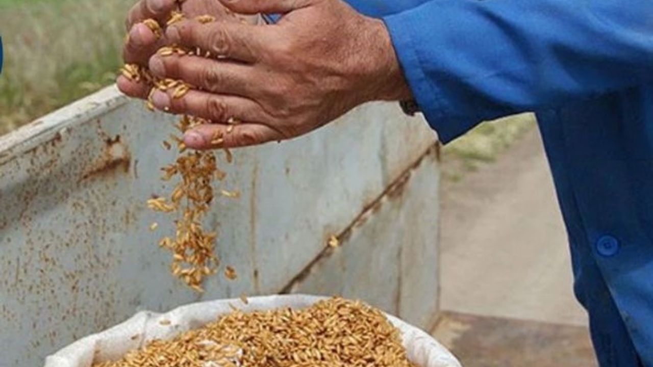 Ankaralı çiftçilere yüzde 75 hibeli tohum desteği