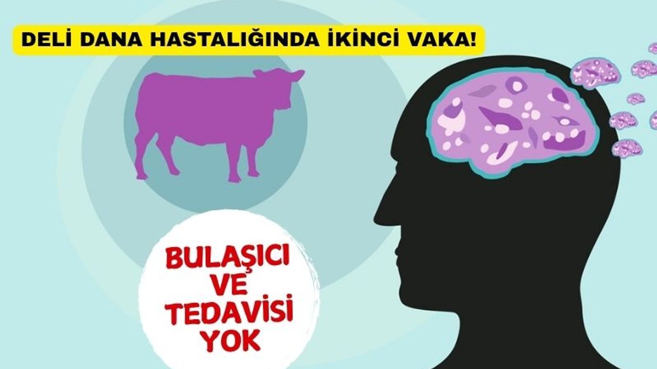 Deli dana hastalığında ikinci vaka Bolu’da: Bulaşıcı ve tedavisi yok