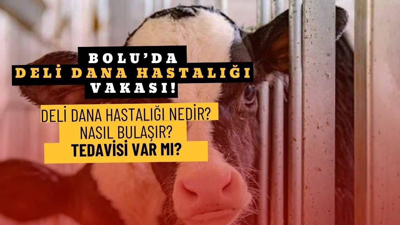 Deli Dana Hastalığı Nedir?