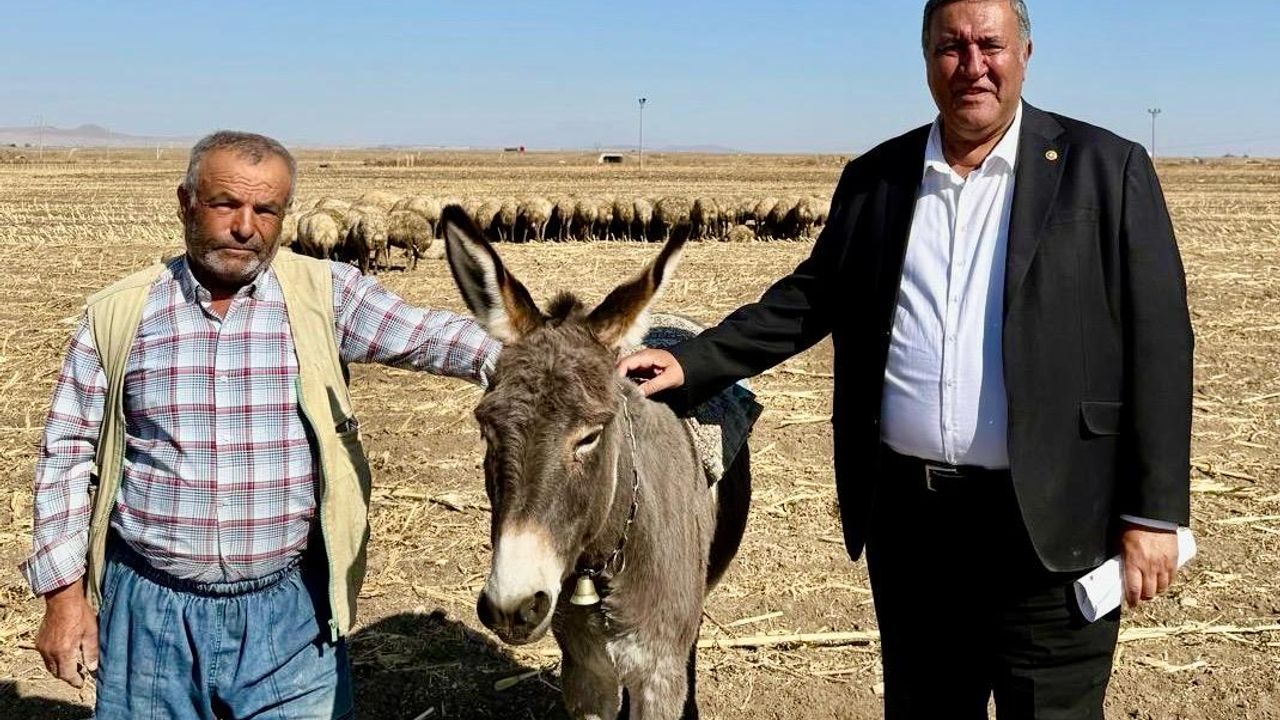 CHP’li Gürer’den dikkat çeken uyarı: Mera hayvancılığı bitme noktasında