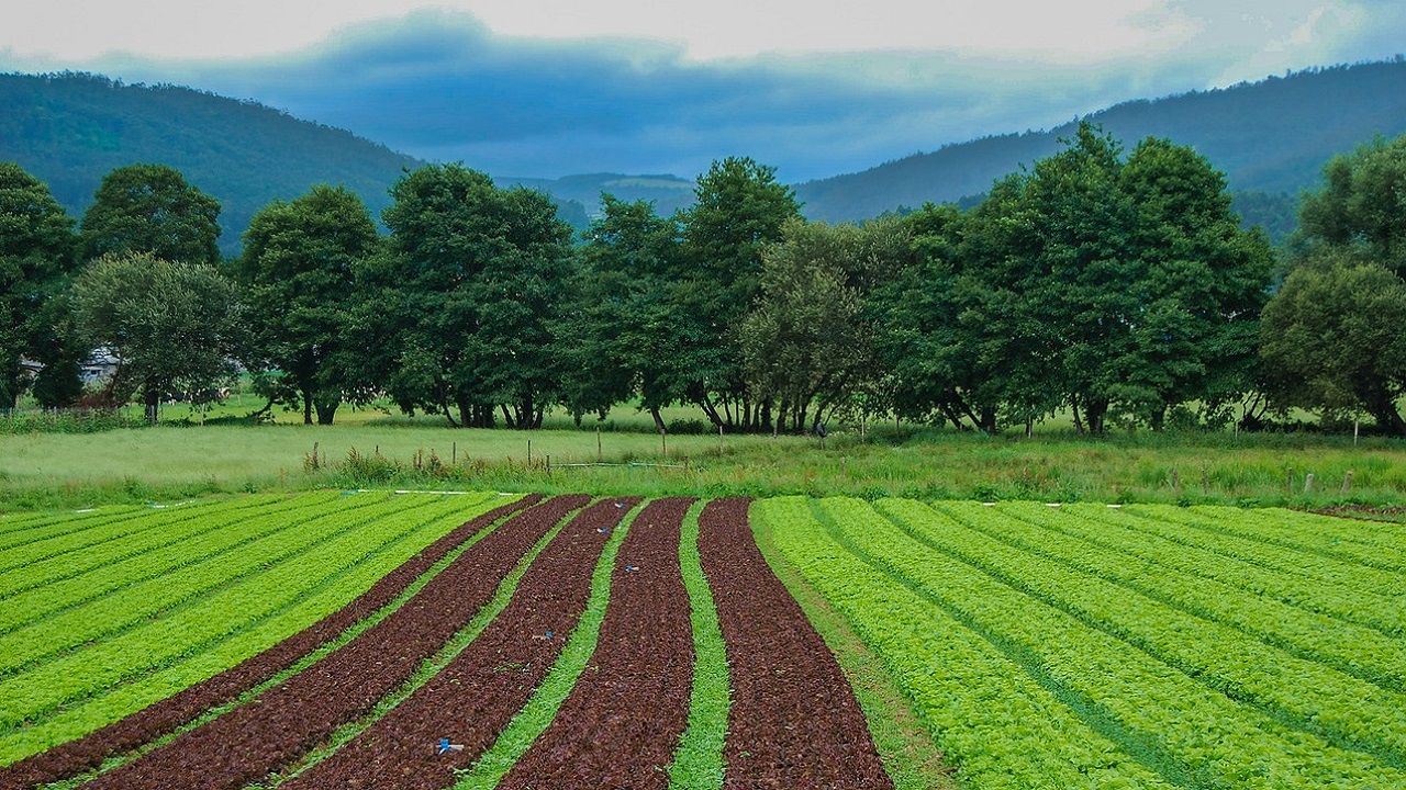Kocaeli'nde oturanlar dikkat: Mahkeme 6 dönüm alanı bu rakamı getirene satacak