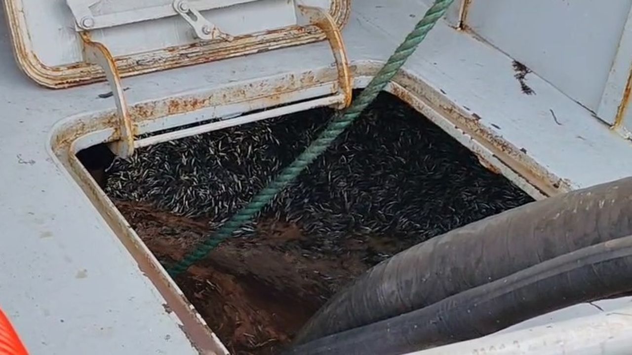 Araklı Limanı’nda hafta sonu hamsi yoğunluğu