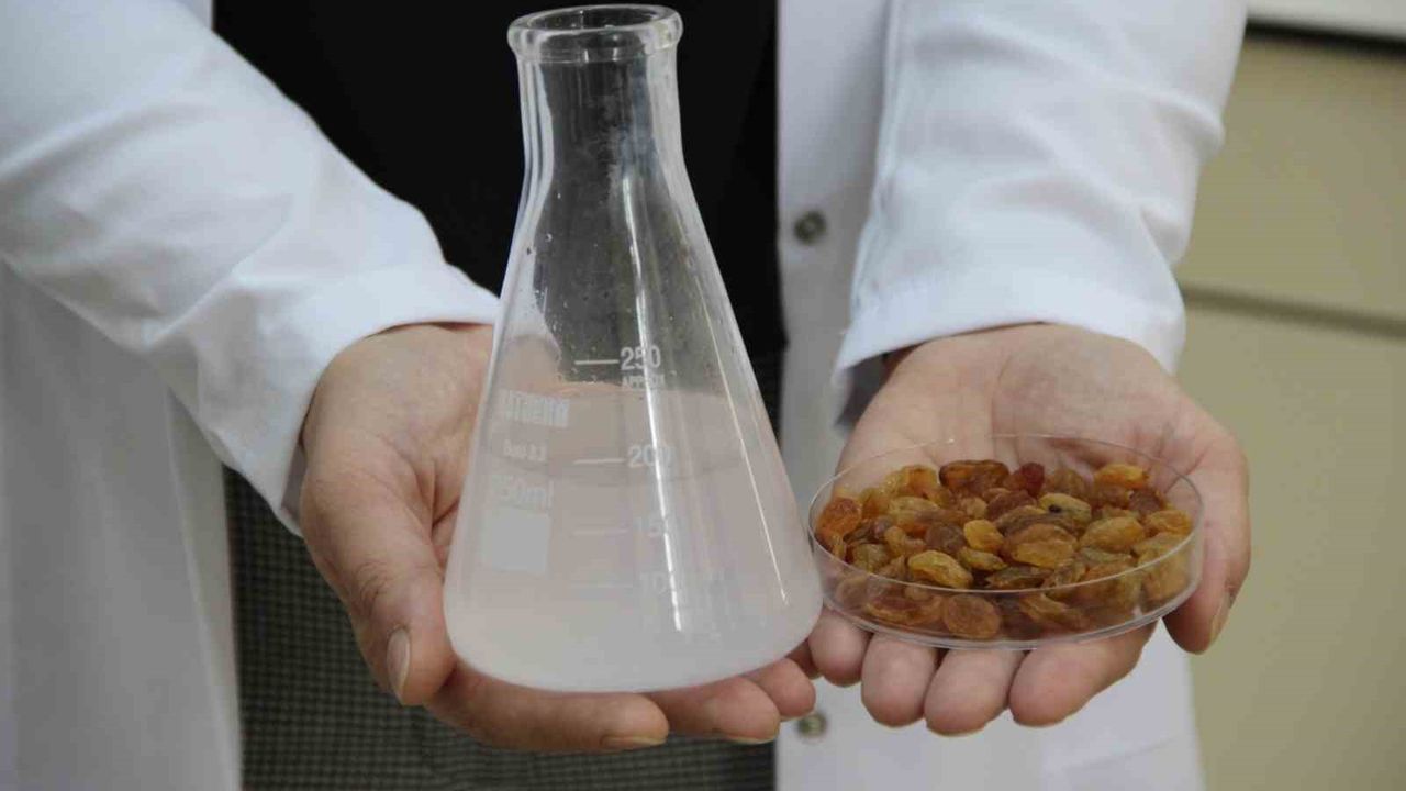 Kuru Üzümde Toksin Tarih Oluyor: Hitit Üniversitesi’nden 500 Milyon Dolarlık Proje