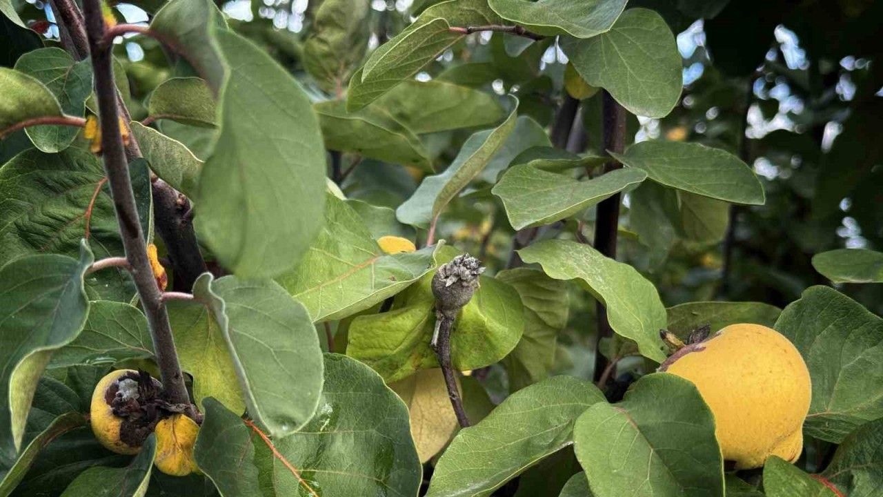 Dalların altın sarısını don vurdu: 10 dönüm tarladan 2 kasa ayva çıktı