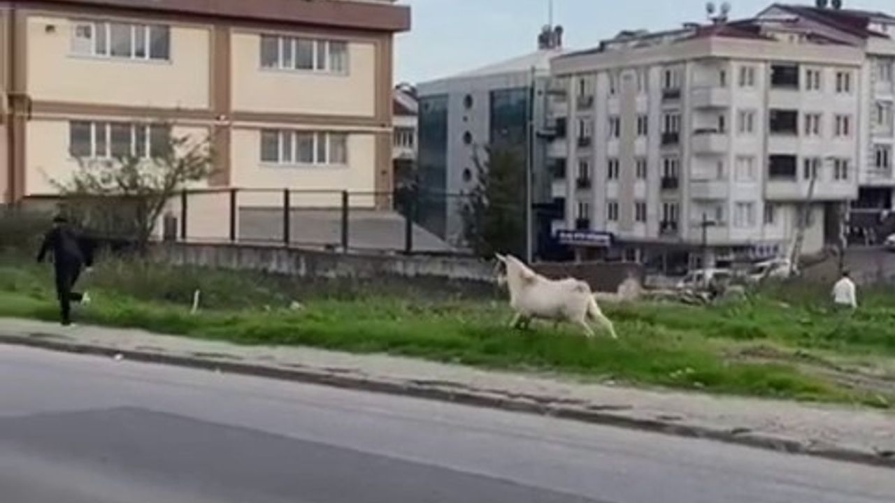 Ne olduğunu anlayamadılar: Başıboş keçi öğrencilerin peşine düştü