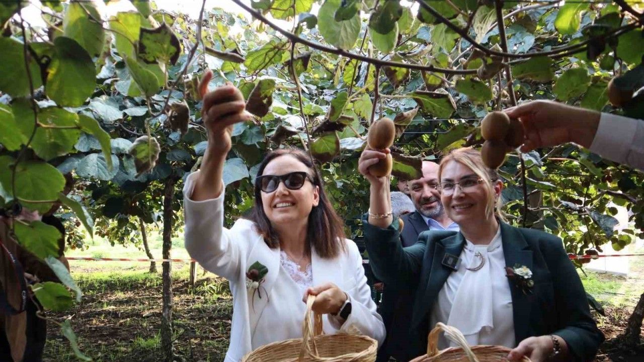 Yalova’nın coğrafi işaretli meyvesi kivide hasat sevinci