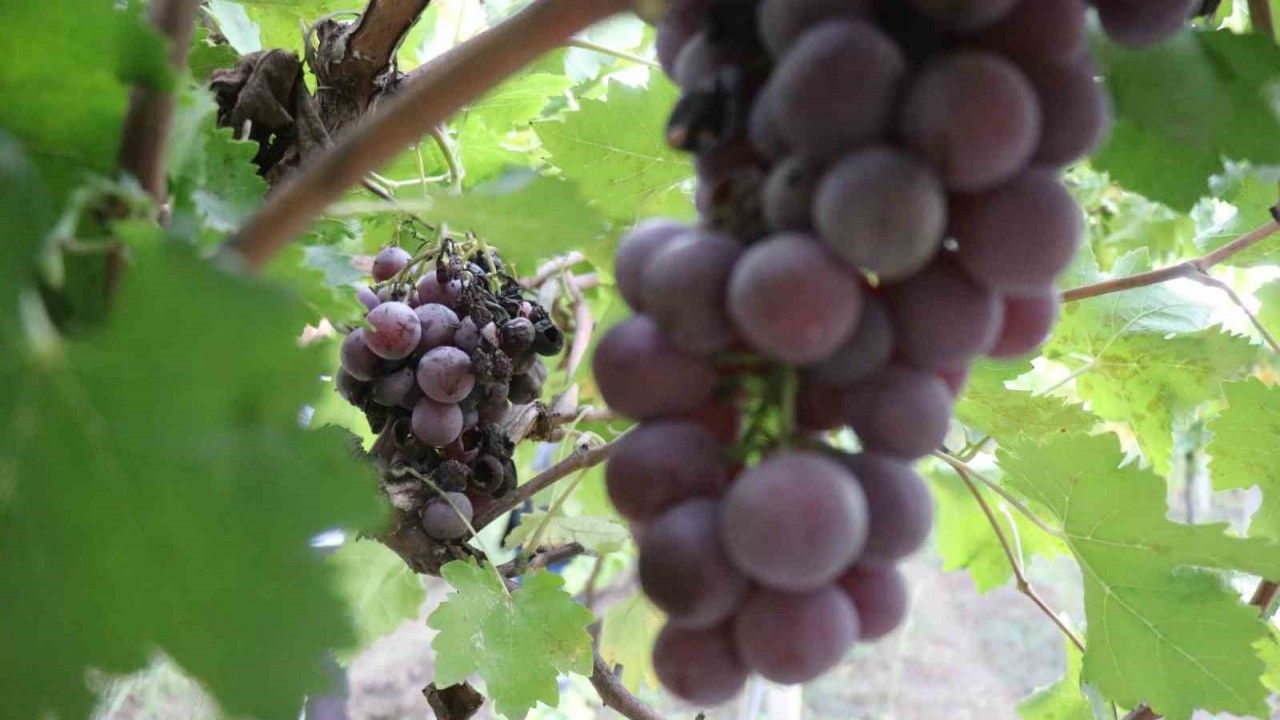 Zirai dondan etkilenerek verimi yüzde 80 düşen üzüm, çiftçinin hayal kırıklığı oldu