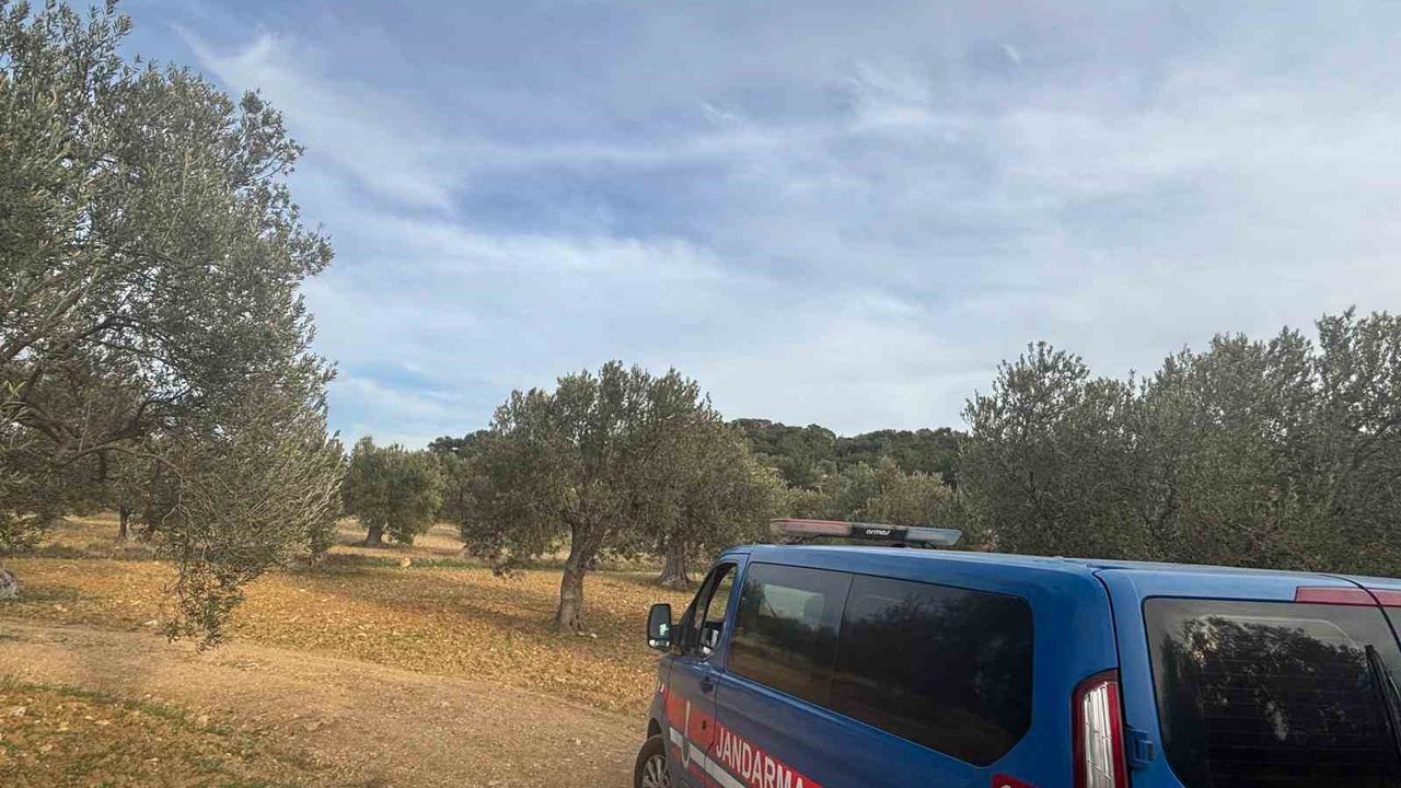 Aliağa’da Zeytin Hasadı Başladı: Güvenlik Önlemleri Artırıldı