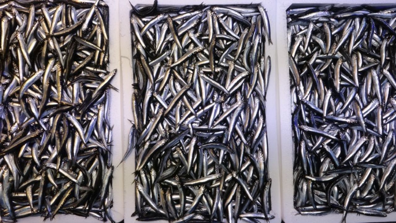 Karadeniz son 35 yılın en bereketli hamsi sezonunu yaşıyor