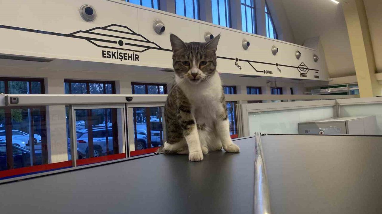 Eskişehir Tren İstasyonu’nun müdavimleri: Sevimli kediler yolcuların neşesi oldu