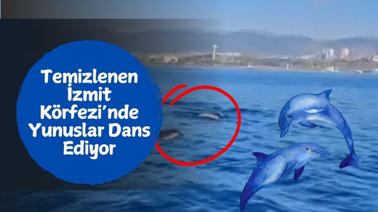 Temizlenen İzmit Körfezi’nde Yunuslar Dans Ediyor