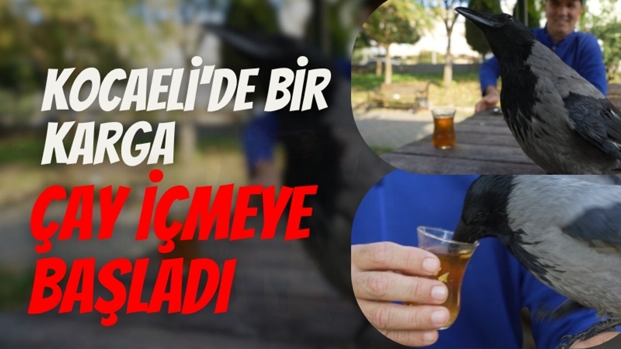 Kocaeli'deki karga çay içmeye başladı