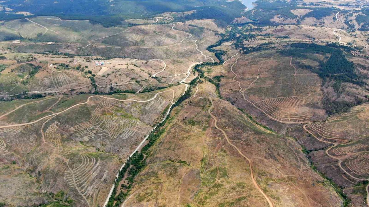 Kastamonu’da yeşil seferberlik: 2020’de yanan ormanda 413 milyon tohum toprakla buluştu