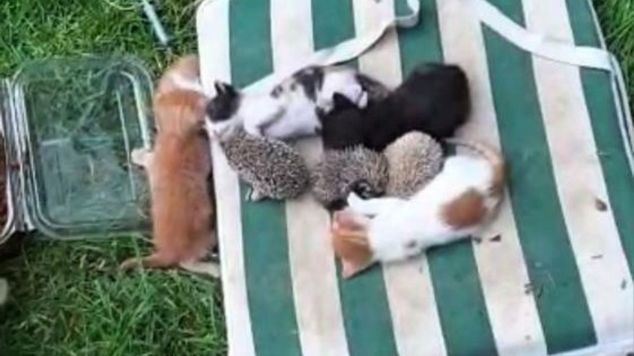 Süt kardeşi oldular: Anne kedinin kirpi yavrularını sahiplenmesi gülümsetti