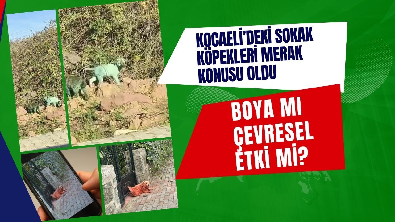 Gören dönüp bir daha baktı! Kocaeli’de sokak köpeklerinin rengi neden değişti?