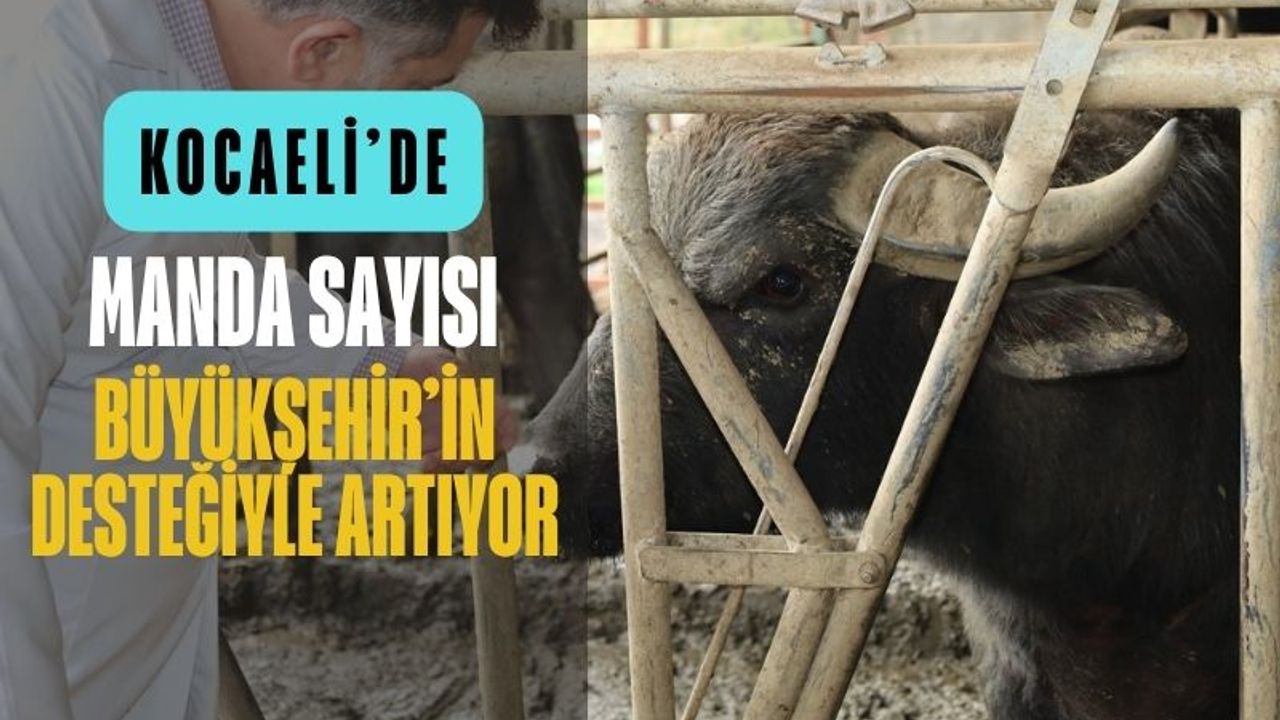 Kocaeli’de Manda Sayısı Büyükşehir’in Desteğiyle Artıyor