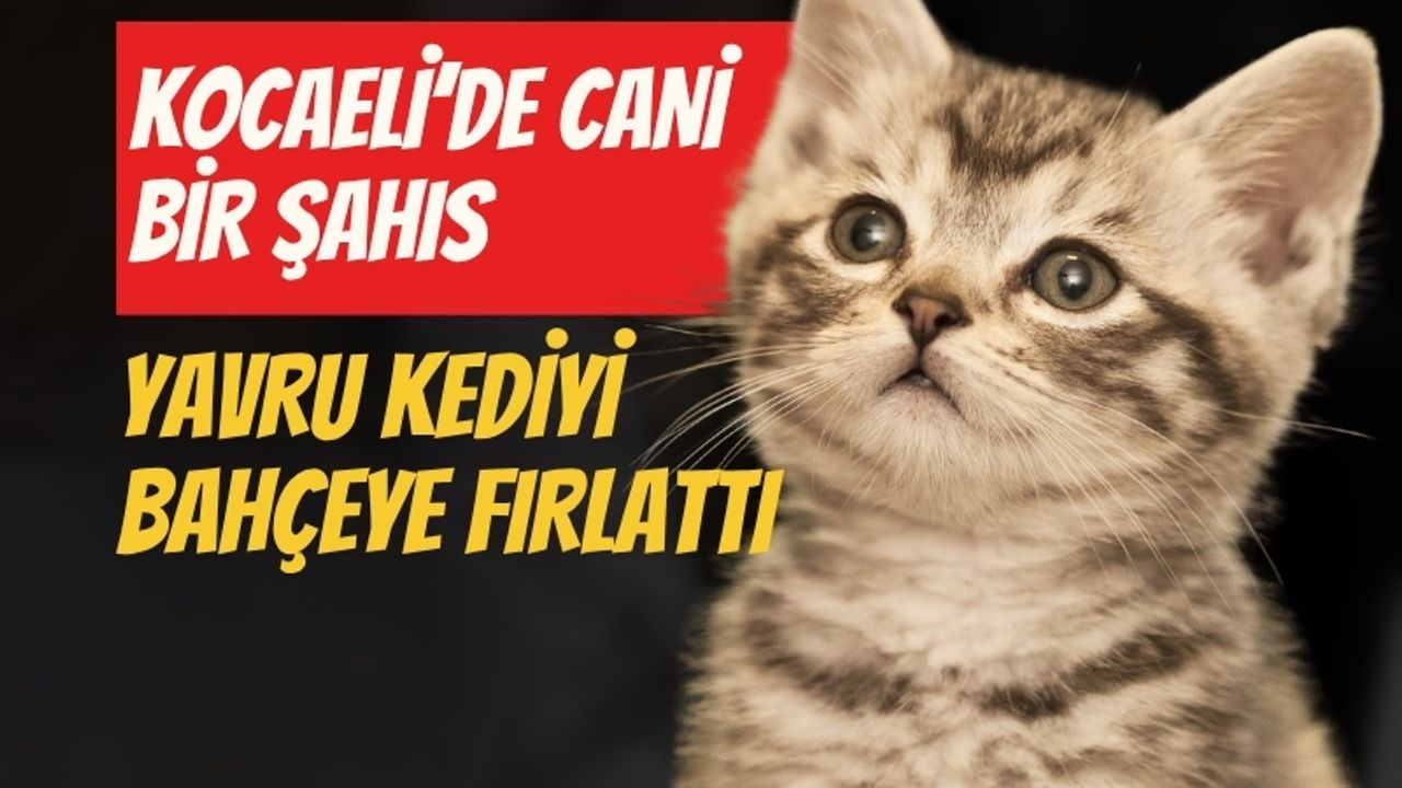 Kocaeli'de bir cani yavru kediyi bahçeye fırlattı