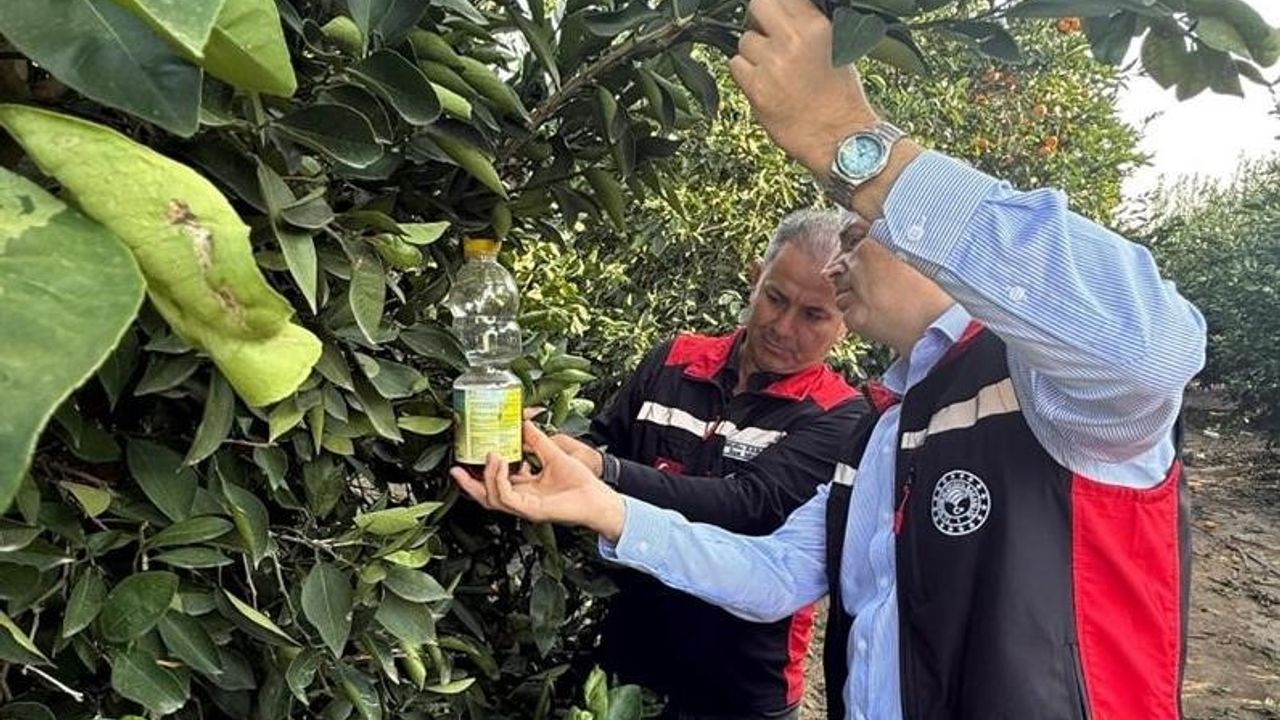 Narenciyede Büyük Tehlike: Adana’da Meyve Sineğiyle Kapsamlı Mücadele Başladı