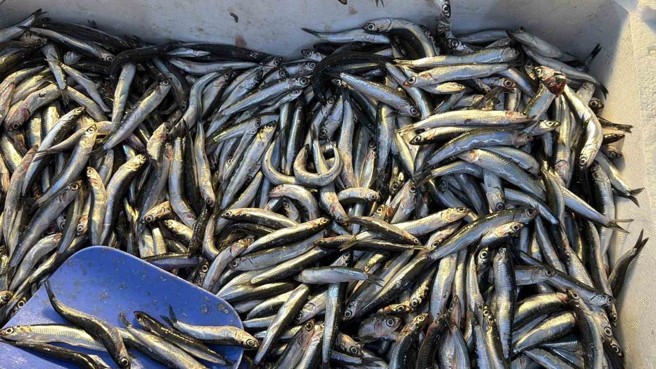 Palamut gitti, hamsi geldi! Karadeniz’de tezgahlar hamsiyle doldu