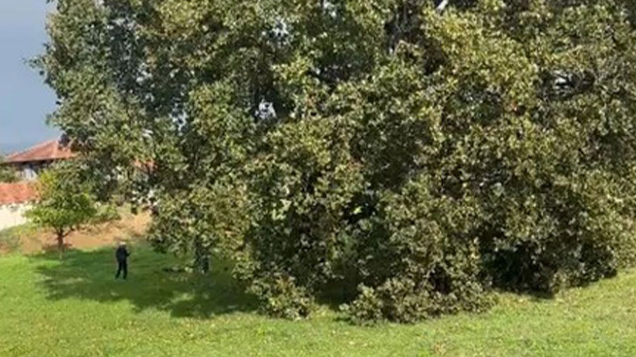 Sarımeşe’de anıt meşe kesildi: Mahalle halkı tepkili