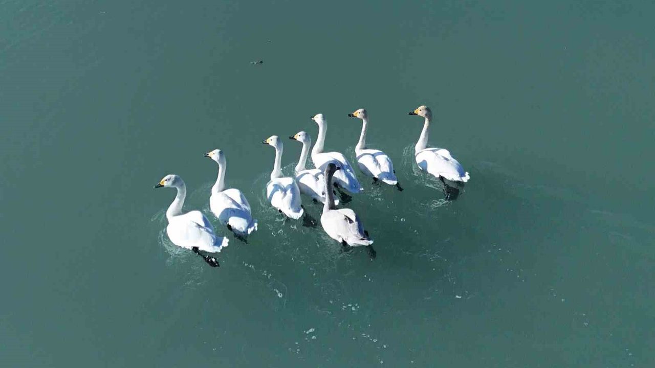 Flamingolar Gitti, Zarafet Geldi: Arin Gölü’nde Kuğular Sahne Aldı