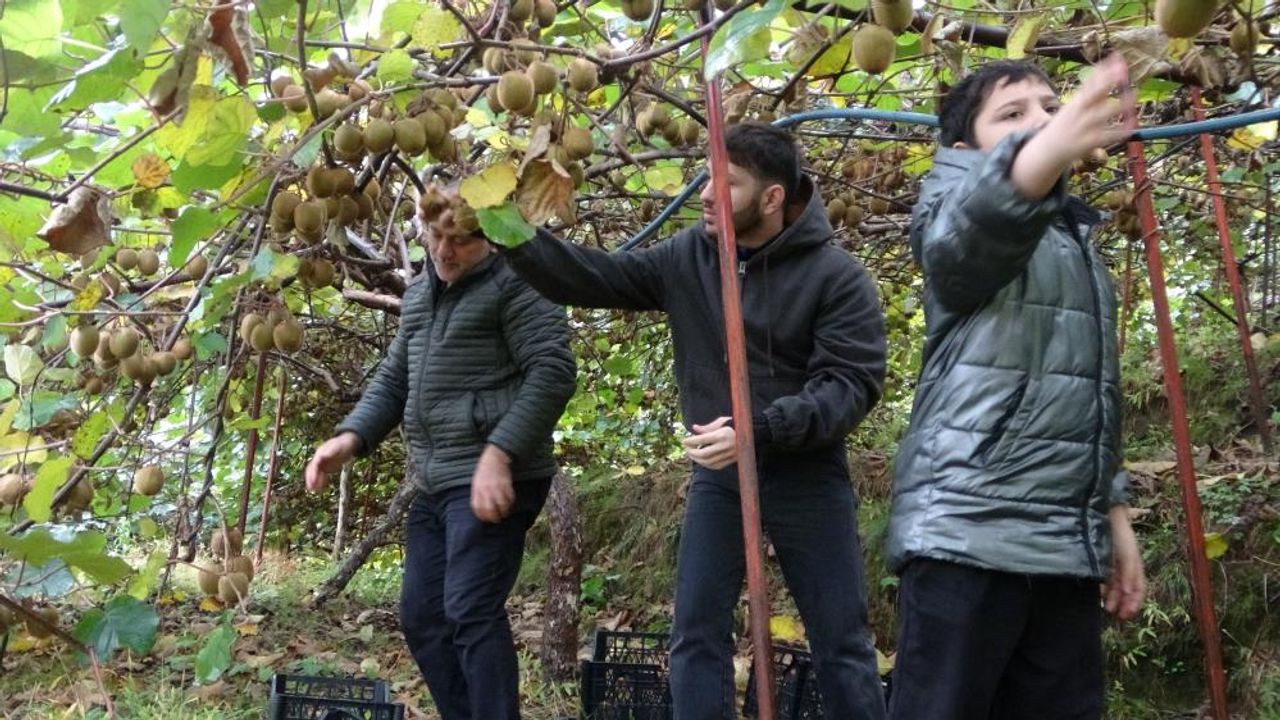 Trabzon’da Kivi Hasadı Başladı: Üretici İran Kivisinden Şikâyetçi