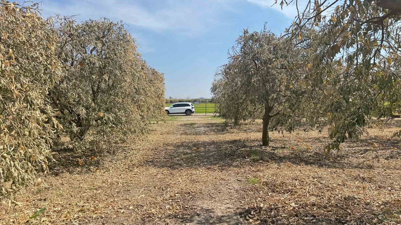 Greyfurt üreticisi unutuldu: Adana’da don mağdurları destek bekliyor