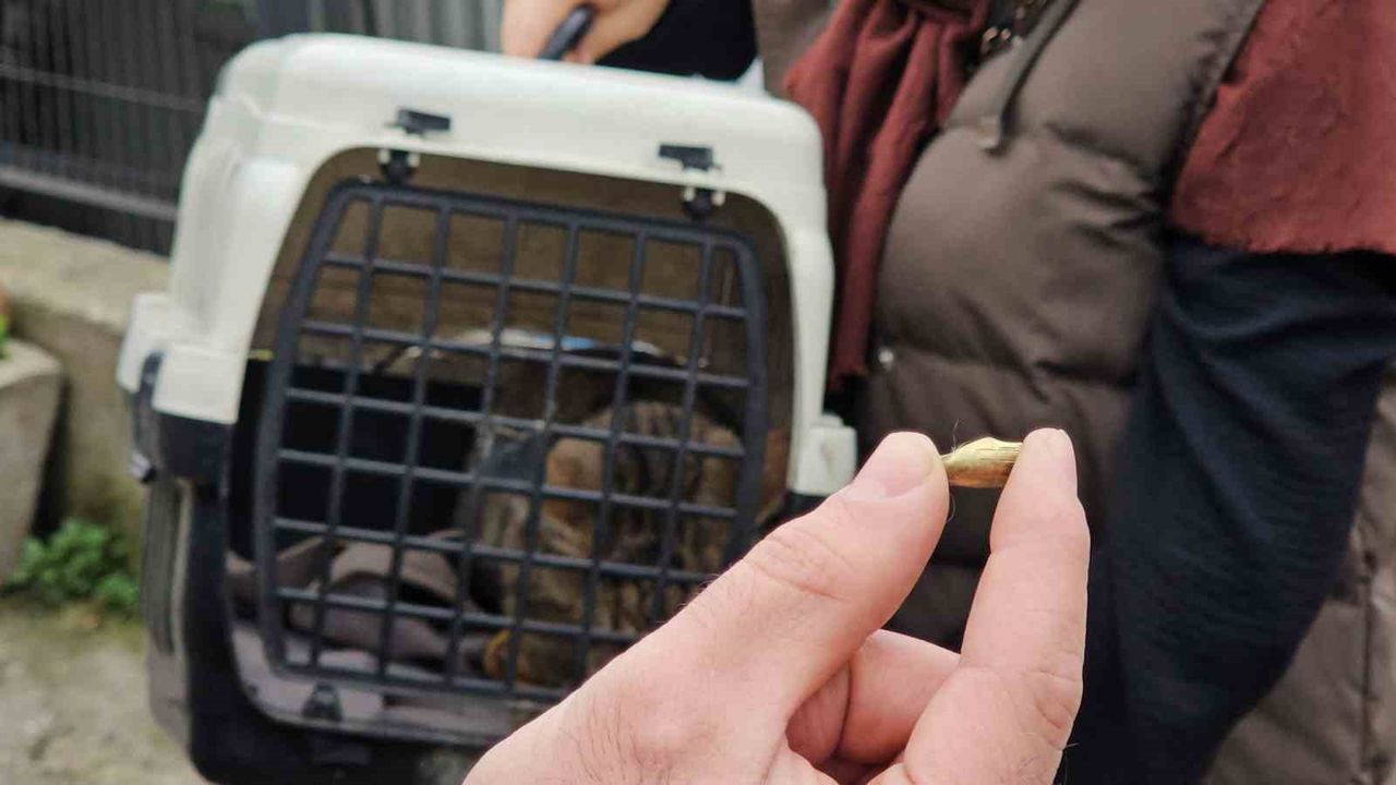 “Öldü” sanılan kedi 2 ay sonra döndü: Bacağından mermi çekirdeği çıktı