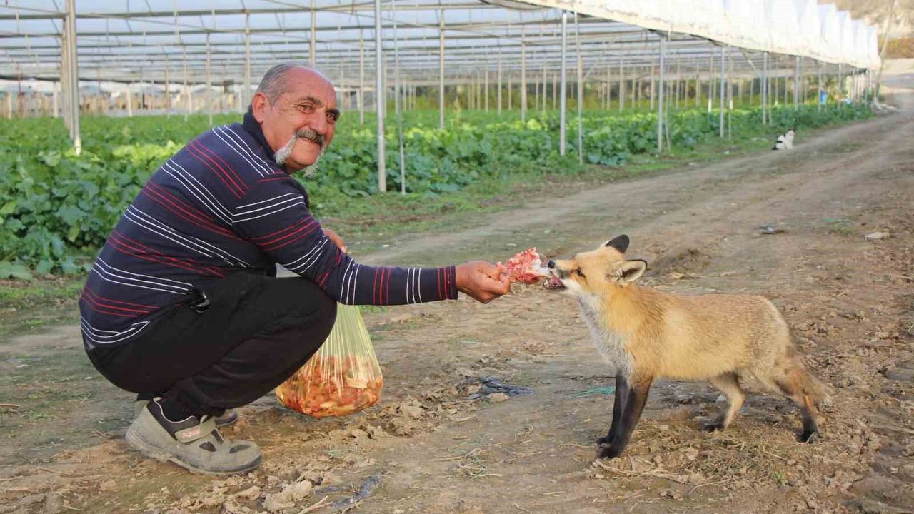 Tilki sevdası ; ağabey mangal partisi yapıyor, kardeşi pastayla besliyor