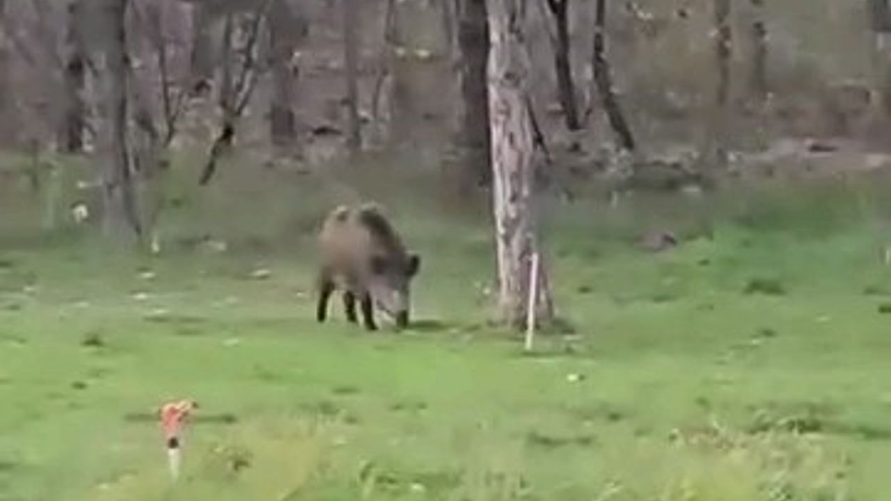 Sevimli yaban domuzu da üniversiteli oldu