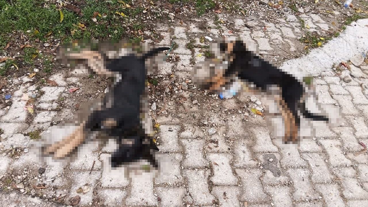 Art Arda Köpek Ölümleri: Valilik İnceleme Başlattı, Hayvanseverler Tedirgin