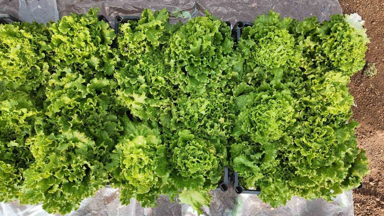 Büyükşehir Belediyesi Seralarında Kışlık Sebze Hasadı Başladı