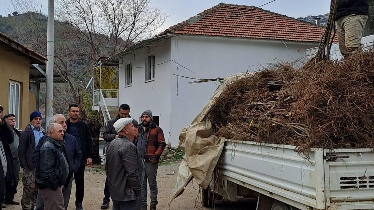 Köşk’te Kökten Kestane Fidanları Üreticilere Ulaştırıldı
