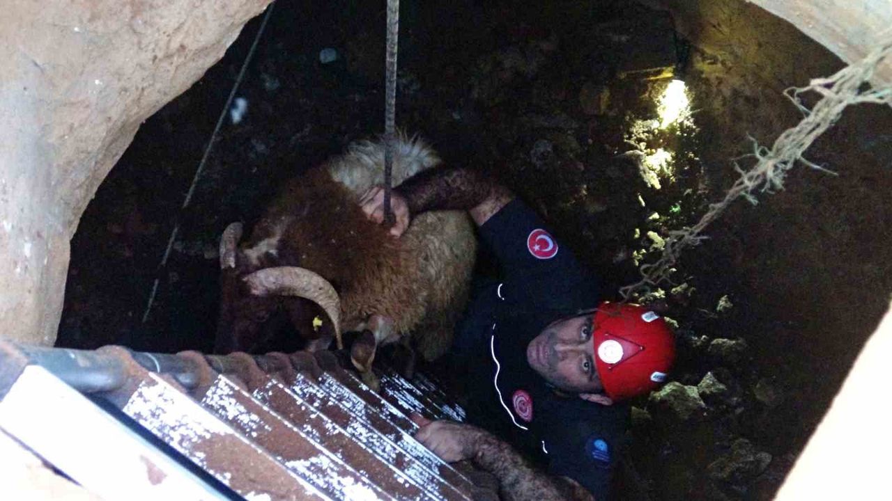 Çalındı sanılan 2 koyun düştükleri 5 metrelik kuyudan kurtarıldı