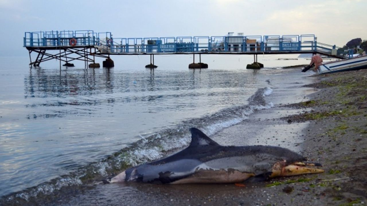 Karaburun Sahili’nde 4 günde iki ölü yunus: Siyah atık su görüntüleri endişe yarattı