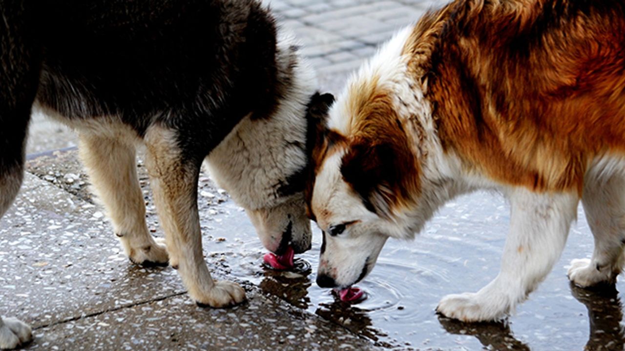 Başiskele’de Sokak Köpeklerine Doğal Yaşam Alanı: Proteo Merkezi Genişletiliyor