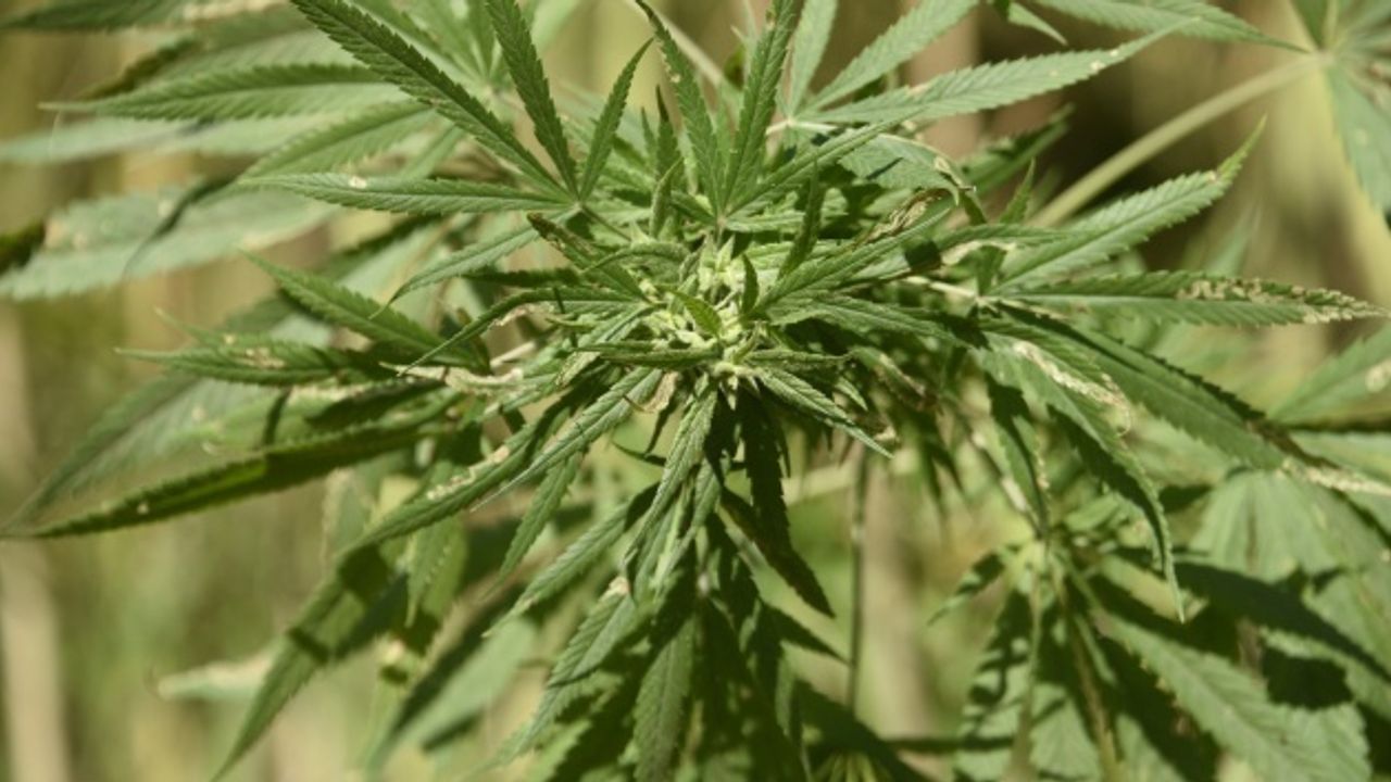 Evinde kenevir yetiştiren şahıs yakalandı : Arandığı ortaya çıktı