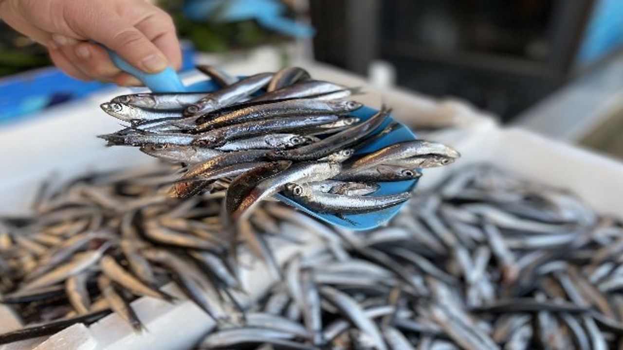 Eyüpsultan’da Hamsi Festivali Coşkusu: 1 Ton Hamsi Dağıtıldı
