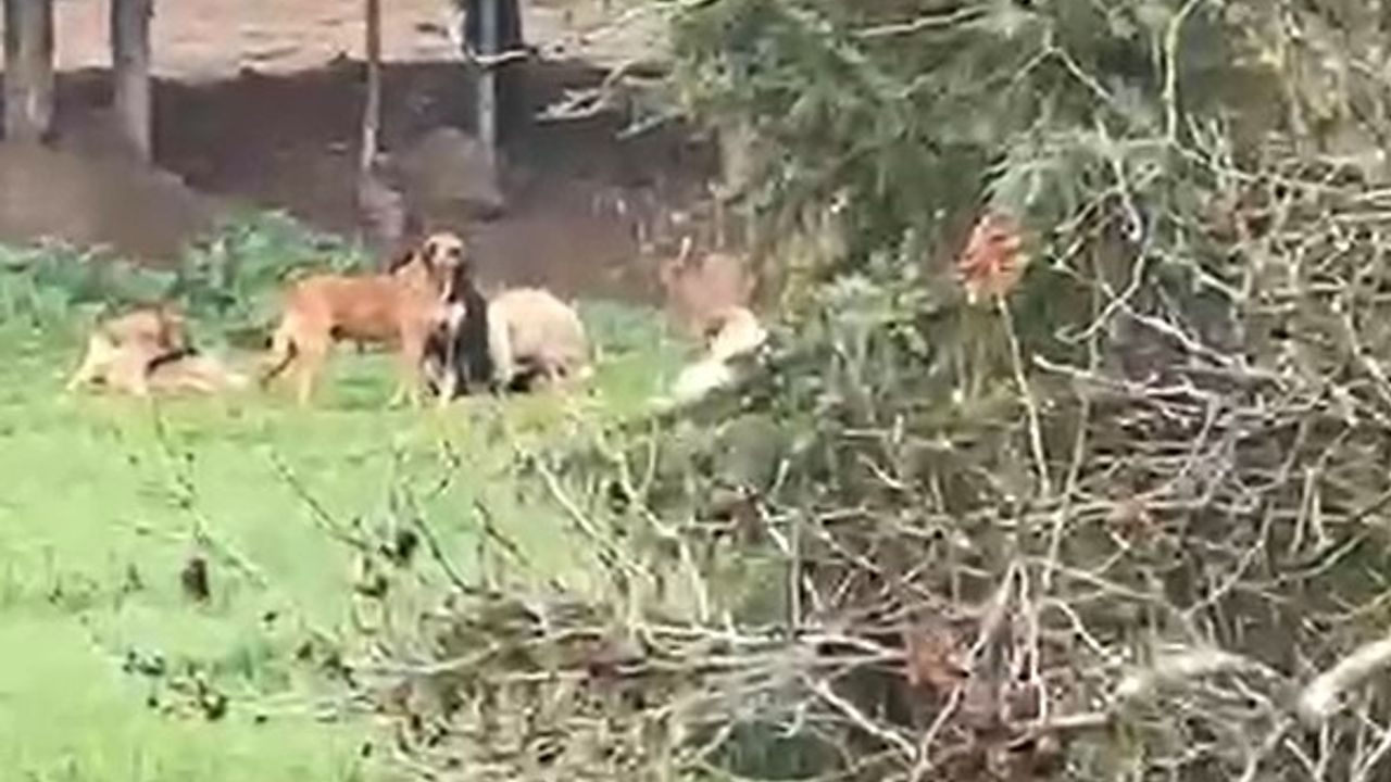 Derince’de başıboş köpekler tedirgin ediyor: “30’a yakın köpek birlikte dolaşıyor”