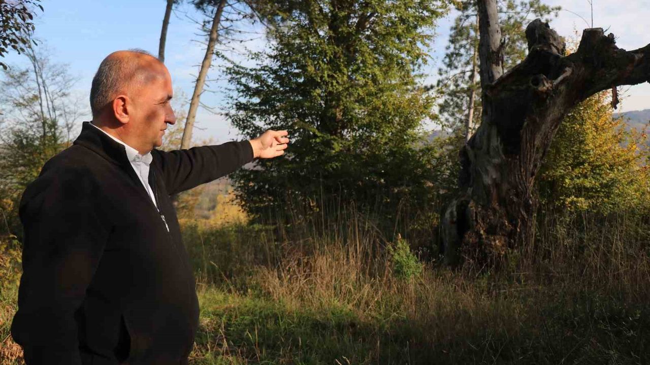 Maneviyat merkeziydi, otluk alana döndü: Mezarlıktan geriye çürümüş ağaç kaldı