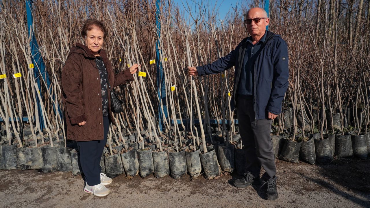 Kocaeli’de üreticiye yeni destek: Binlerce Trabzon hurması fidanı dağıtılıyor
