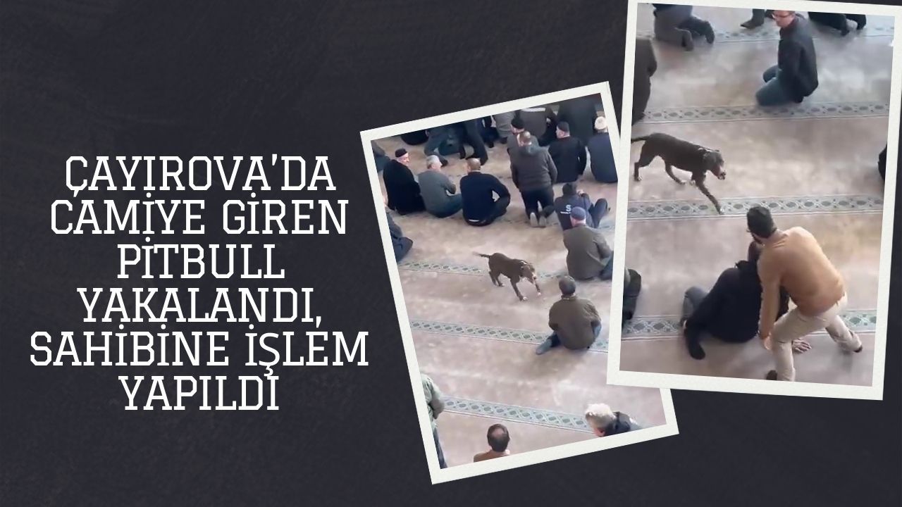 Camiye giren pitbull yakalandı, sahibine işlem yapıldı