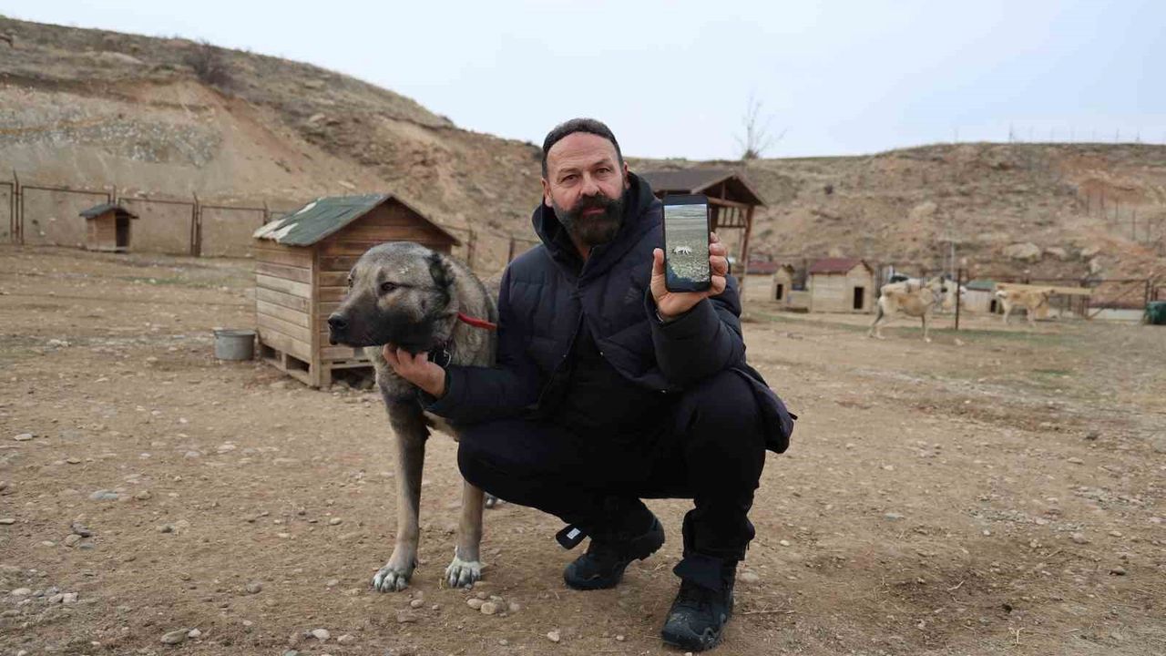Aç kalan kurtlar şehre indi: Uzman uyardı, çözüm Kangal köpeklerinde