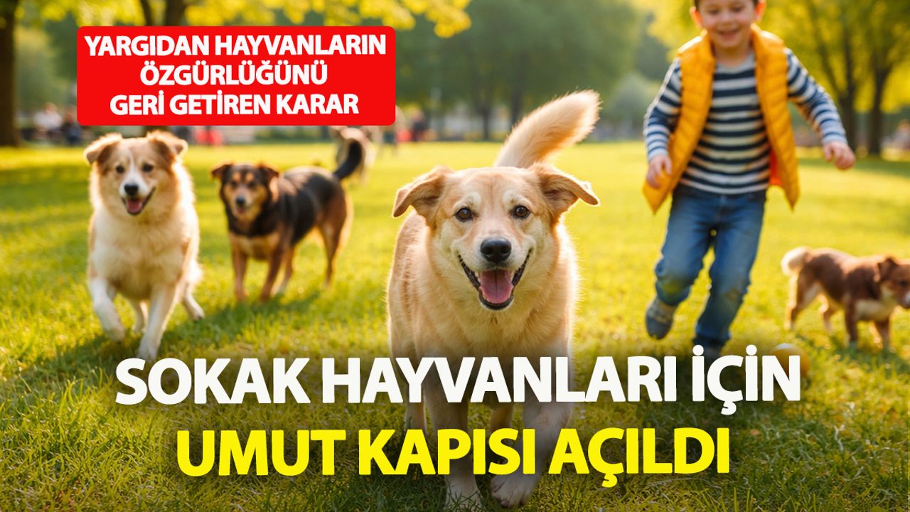 Sessizlerin Sesi Duyuldu: Sokak Hayvanları İçin Umut Kararı